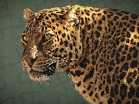 Dziki, Jaguar, Kot