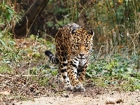 jaguar, Las