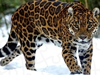 Jaguar, Śnieg