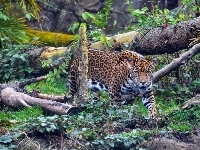 Powalone, Jaguar, Drzewa