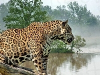 Woda, Jaguar, Mgła