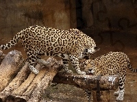 Para, Jaguary, ZOO