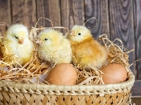 Jajka, Kurczaczki, Koszyk, Wielkanoc