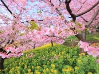 Kwitnąca, Japonia, Wiśnia