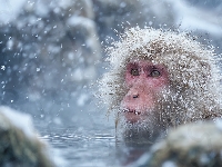 Małpa, Kąpiel, Makak japoński, Grafika AI, Zima