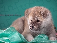 Japoński, Akita, Szczeniak