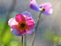 Zawilec Japoński, Kwiat
