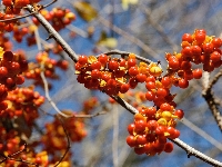 Jarzębina
