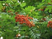 Jarzębina
