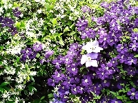 Jaśmin, Clematis