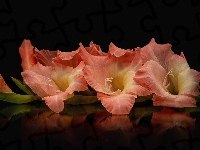 Czarne, Gladiola, Kwiat, Jasnoczerwony, Tło, Mieczyk