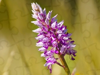 Storczyk kukawka, Kwiat, Jasnofioletowy