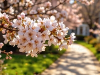 Gałązki, Jasnoróżowe, Kwiaty, Drzewo owocowe