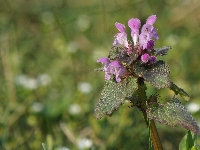Jasnota Purpurowa