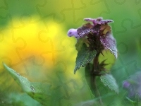 Wiosna, Jasnota purpurowa