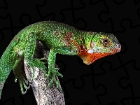 Iguana, Jaszczurka, Legwan zielony, Zbliżenie
