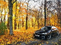 BMW seria 5 F10, Park, Droga, Drzewa, Jesień