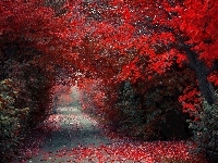Jesień, Park, Aleja, Drzewa