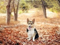 Jesień, Pies, Corgi, Liście