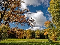 Drzewa, Jesień, Chmury