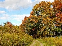 Drzewa, Jesień, Droga