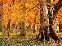 Drzewa, Jesień, Klony