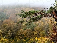 Jesień, Mgła, Las, Drzewa, Gałąź