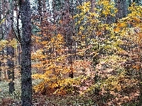 Drzewa, Jesień, Las