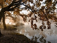Drzewa, Jesień, Staw