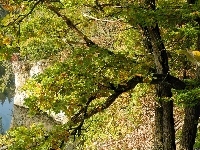 Drzewo, Jesień, Woda
