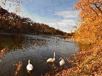 Łabędzie, Jezioro, Jesień, Drzewa