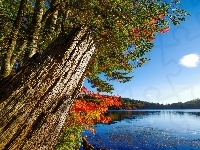 Jezioro, Jesień, Drzewa