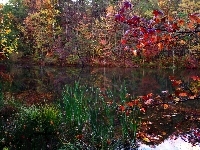Jezioro, Jesień, Drzewa