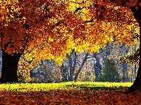Kolorowe, Jesień, Drzewa