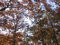 Korony, Jesień, Drzew