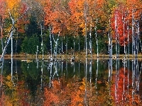 Las, Jesień, Bagno