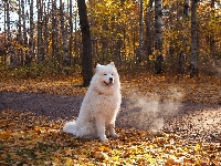 Droga, Biały, Las, Jesień, Samojed, Pies, Liście