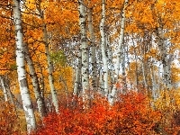 Las, Jesień, Brzozy