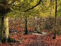 Las, Jesień, Ścieżka