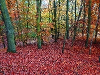Las, Jesień, Drzewa