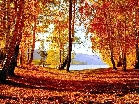 Las, Jesień, Jezioro