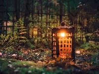 Rośliny, Paproć, Lampion