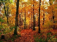 Las, Jesień, Liście