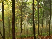 Las, Jesień, Mgła