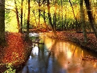 Las, Jesień, Rzeka