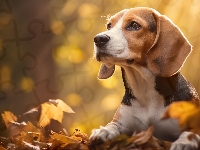 Liście, Pies, Beagle, Jesień