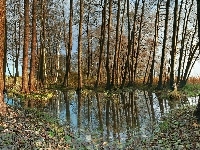 Jesień, Drzewa, Odbicie, Woda, Liście, Trawa
