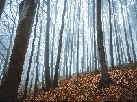 Liście, Mgła, Las, Jesień, Drzewa, Opadłe