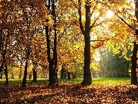 Jesień, Park