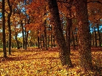 Jesień, Park